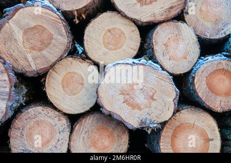 Dettagli di un mucchio di tronchi nella foresta, Catalogna, Spagna Foto Stock