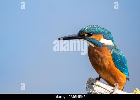 Ritratto dettagliato di un giovane maschio comune Martin pescatore seduto su un persico. Alla riserva naturale Lakenheath Fen di Suffolk, Regno Unito Foto Stock