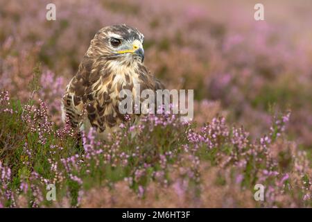 Primo piano di un adulto Buzzard si trovava in erica viola sulla brughiera gestita a Nidderdale, Yorkshire Dales. Allerta e rivolto verso destra. Nome scientifico: B Foto Stock