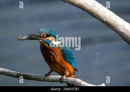 Giovane maschio comune Martin pescatore che si nutre con pesce in Bill. Arroccato su un ramo della riserva naturale Lakenheath Fen a Suffolk, Regno Unito, durante l'estate 2022 Foto Stock