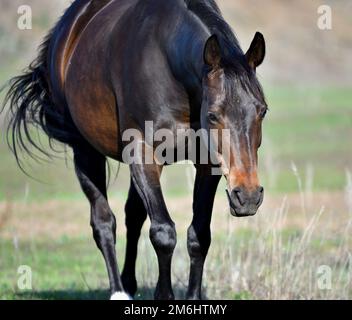 Cavalli pascolano nella fattoria all'inizio della primavera Foto Stock