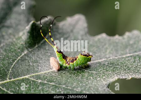 Un bruco marrone verde ben mimetinato con due code su una foglia. Foto Stock