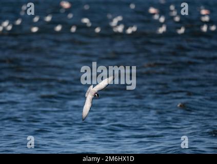 Un whiskered Tern (Chlidonias hybrida) immersione in acqua. Capo Occidentale, Sudafrica. Foto Stock