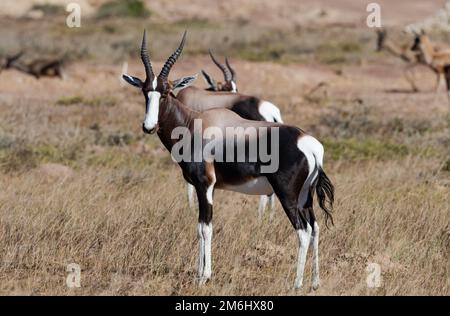 Un branco Bontebok (Damaliscus pygargus) su prateria. Capo Occidentale, Sudafrica. Foto Stock