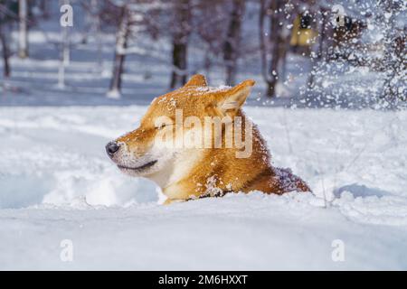 Il cane giapponese Shiba Inu gioca nella neve in inverno. Foto Stock