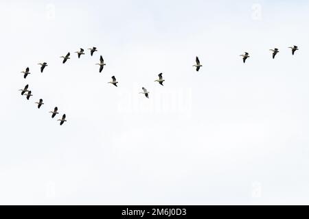 Pelicans bianchi americani (Pelecanus erythrorhynchos) in volo su Fort Gibson, Oklahoma. (USA) Foto Stock