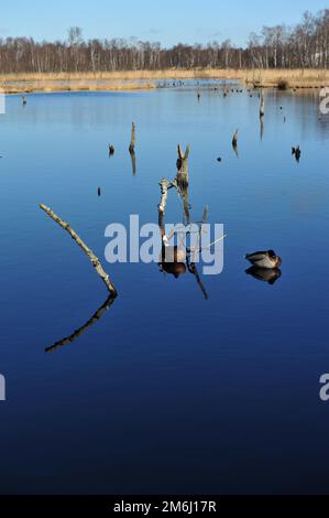 Lago di Wittmoor Foto Stock