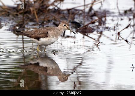 Solitario Sandpiper (Tringa solitaria) arroccato in uno stagno Foto Stock