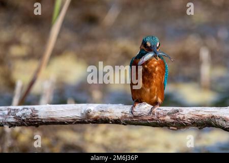 Giovane maschio comune Martin pescatore che si nutre con pesce in Bill. Durante l'estate 2022, seduti su un persico nella riserva naturale Lakenheath Fen di Suffolk, Regno Unito Foto Stock