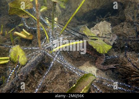 Numerose linee di riproduzione del rospo comune (Bufo bufo) nel laghetto giardino Foto Stock