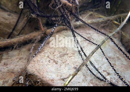 Numerose linee di riproduzione del rospo comune (Bufo bufo) nel laghetto giardino Foto Stock