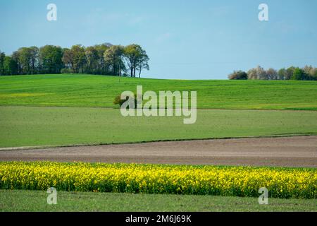 Primavera campi di colore fresco con alberi alti all'orizzonte Foto Stock