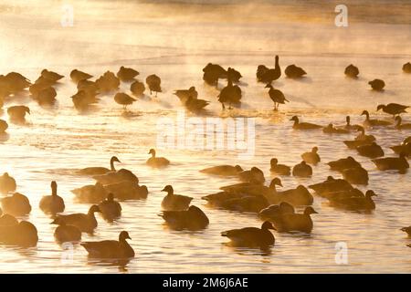 00748-05516 Canada Geese (Branta canadensis) gregge sul lago congelato, Marion Co, il Foto Stock