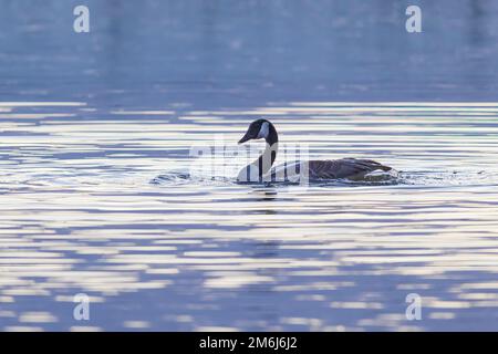 00748-06403 Canada Goose (Branta canadensis) bagno in zone umide all'alba Marion Co.. IL Foto Stock