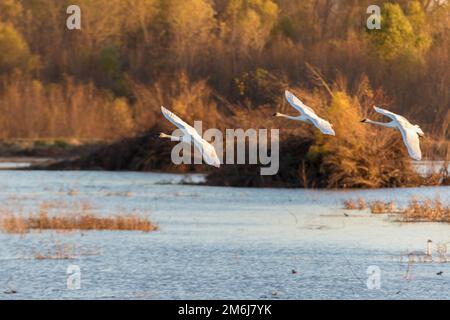 00758-02106 Trumpeter Swans (Cygnus buccinator) in volo Riverlands Migratory Bird Sanctuary St. Charles Co., Missouri Foto Stock