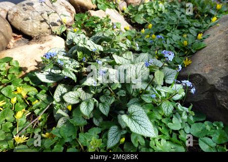 Caucaso Forget-me-not (brunnera macrophylla) coltivazione cuore di mare Foto Stock