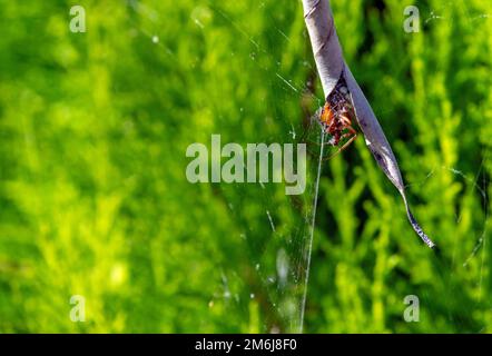 Australian Garden Orb Weaver Spider (Argiope catenulata) Foto Stock