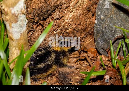 Tenrec endemico senza coda, Madagascar Wildlife Foto Stock