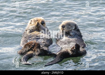 Lontre galleggianti sulle loro spalle Foto Stock