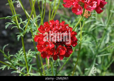 Fiore a cuscino (Scabiosa atropurpurea 'rosso ciliegia') in giardino. Foto Stock