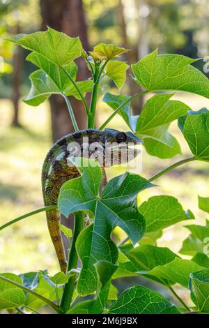 Panther chameleon, Furcifer pardalis, Masoala Madagascar Foto Stock