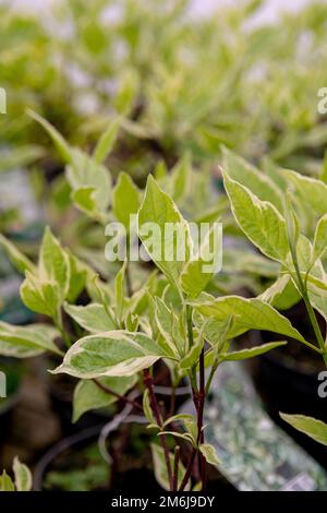 Foglie di Cornus alba. La pianta è anche conosciuta come il dogwood rosso-barrato, bianco o siberiano. Foto Stock