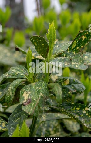 Foglie verdi di Aucuba japonica all'inizio della primavera. Giovani germogli di alloro spottato, alloro giapponese o pianta di polvere d'oro. Foto Stock