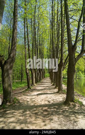 Lime vicolo sulla riva dello stagno. Foto Stock