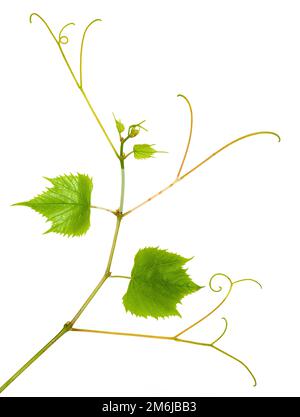 Ramo di vitigni giovani su fondo bianco Foto Stock