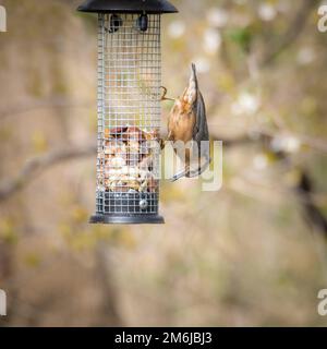 Nuthatch eurasiatico seduto sul vecchio moncone (Sitta europaea) mangiare semi di girasole in inverno. Foto Stock