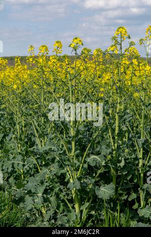 Fioritura di colza, colza o colza. Fiori gialli di Brassica napus. Fioritura di colza. Impianto per energia verde e inculo di petrolio Foto Stock