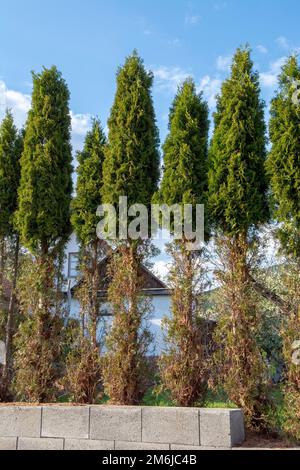 Thuja (Arborvitae) rami e aghi mangiati dal cervo nella stagione invernale. Danni al cervo a copertura di cedro. Foto Stock