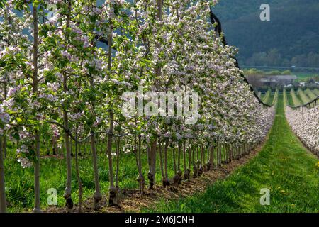 Frutteto di mele in fiore in primavera. Giardino fiorito di mele. Alberi da frutta in fiore. Foto Stock