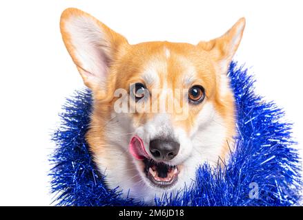 Sorridente Pembroke cucciolo di Corgi gallese con la tenaglia Foto Stock