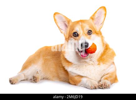 Sorridente Pembroke gallese Corgi cucciolo in gioco Foto Stock