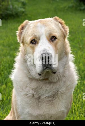 Central Asian Shepherd Dog adulto all'aperto Foto Stock