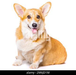 Sorridente Pembroke gallese Corgi cucciolo seduto Foto Stock