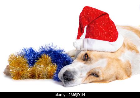 Cane Pastore dell'Asia centrale e cappello rosso di babbo natale Foto Stock