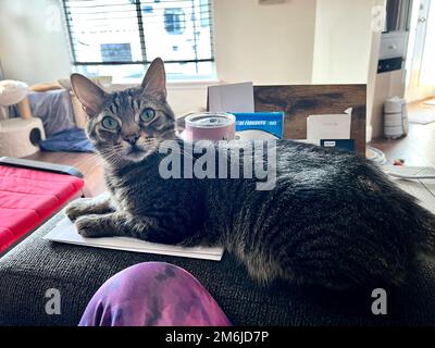 Morphy il gatto di tabby Foto Stock