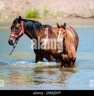 Cavalli al buco di irrigazione in una calda giornata estiva Foto Stock