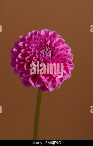 Dahlia Fiore rosa su sfondo marrone. Bella pianta da giardino ornamentale fiorito con il percorso di ritaglio. Foto Stock