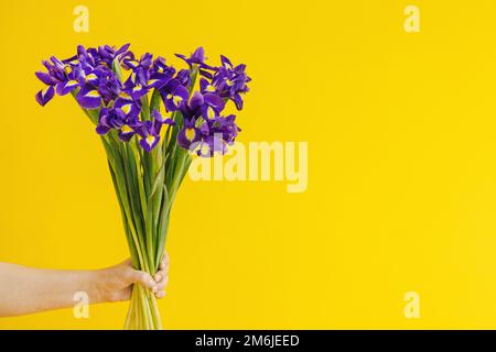Bouquet iris su fondo giallo in mano. Vacanza, giorno della mamma, sfondo del giorno della donna. Spazio di copia Foto Stock