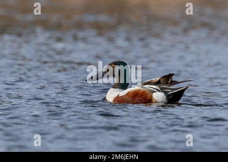 Pala settentrionale maschio (spatola clypeata) Foto Stock