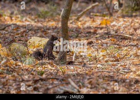 Lo scoiattolo grigio orientale - forma nera (Sciurus carolinensis) nel parco Foto Stock