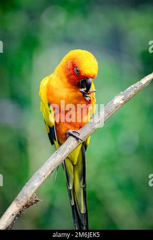 Pappagallo arcobaleno Rosella orientale colorato su un ramo mangiare. Foto Stock