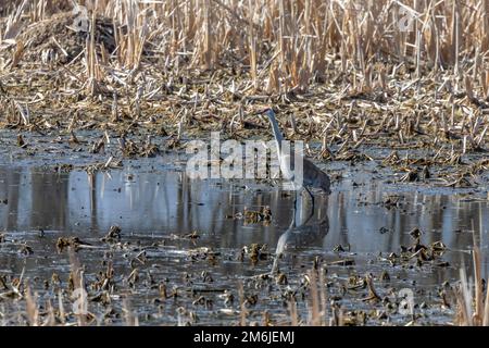 La gru di sabbia (Antigone canadensis) sulla palude Foto Stock