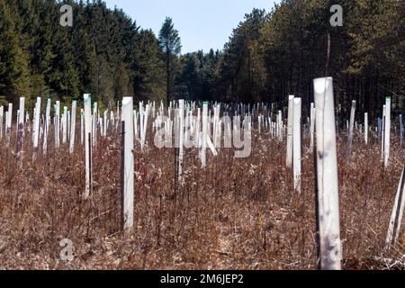 Alberi di recente piantati nella foresta protetto contro il gusto del cervo Foto Stock