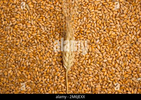 Sfondo di pianta di grano. Agricoltura di natura. Sfondo naturale. Farmer Field. Wheat Crisis. Record prezzi e prezzi elevati per panetteria. Foto Stock