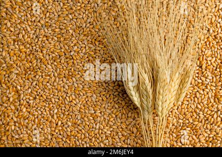 Sfondo di pianta di grano. Agricoltura di natura. Sfondo naturale. Farmer Field. Wheat Crisis. Record prezzi e prezzi elevati per panetteria. Foto Stock