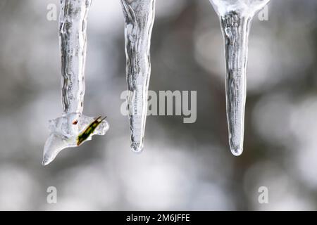 Diversi ghiaccioli in inverno Foto Stock